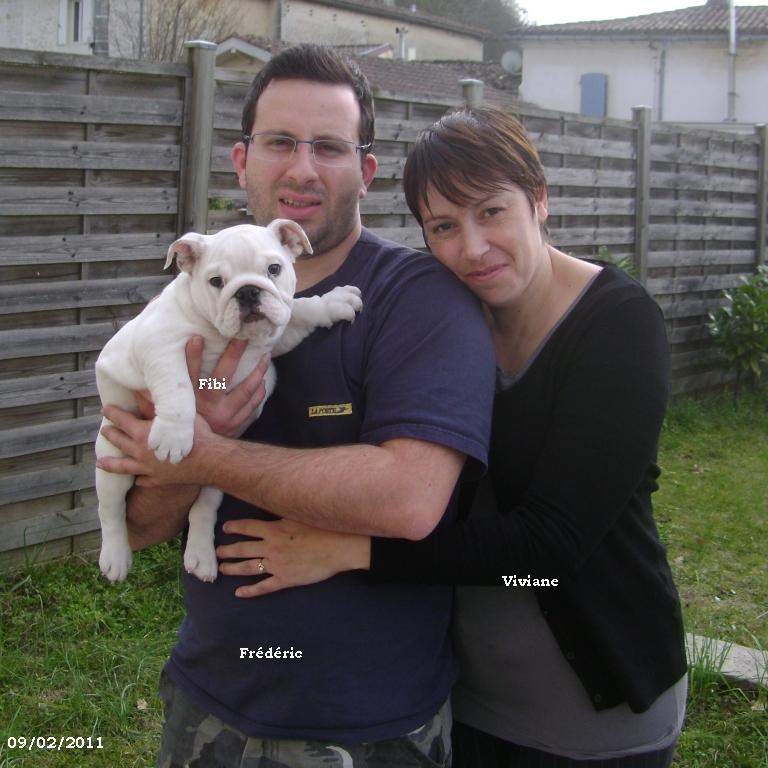 bouledogue ou bulldog anglais en expo